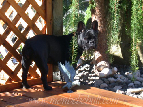 Brindle French Bulldog @ monbebebull.com.jpg